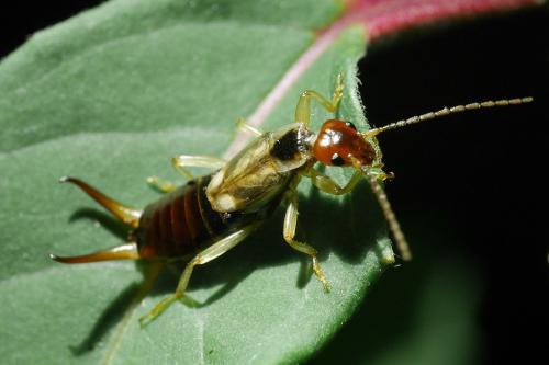Forficula auricularia